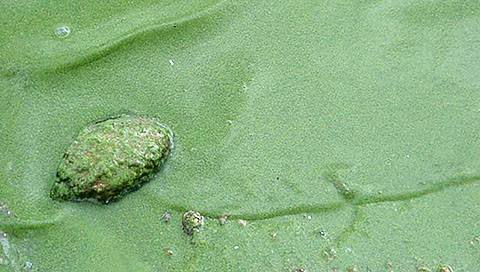 Las cianobacterias proliferan en aguas dulces y marinas