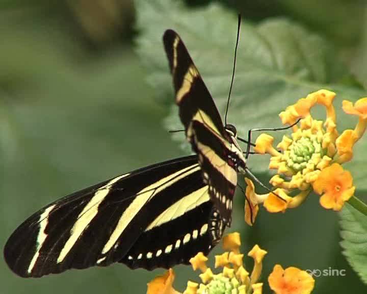 Crean alas de mariposa nanométricas