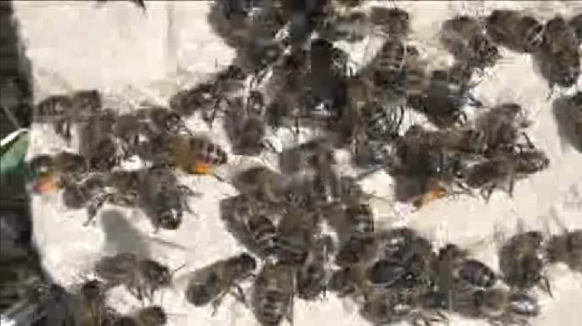 Crían abejas reina para combatir la extinción 