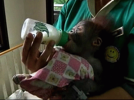 De resort a centro de investigación de orangutanes