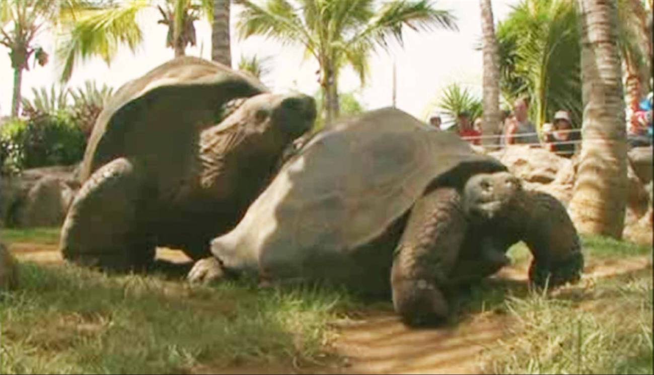 Dos tortugas gigantes de Galápagos ponen huevos en un zoo de Tenerife
