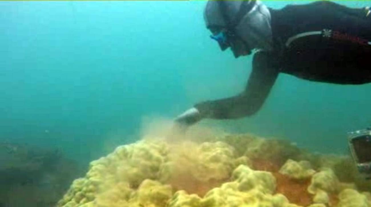 El aumento de la temperatura del mar blanquea corales en Australia