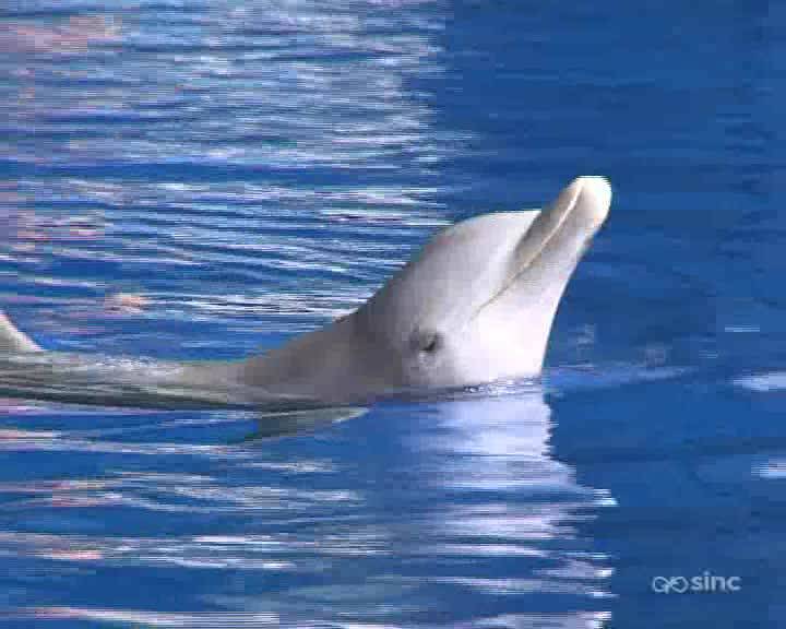 El lenguaje humano y el movimiento de los delfines coinciden en la brevedad