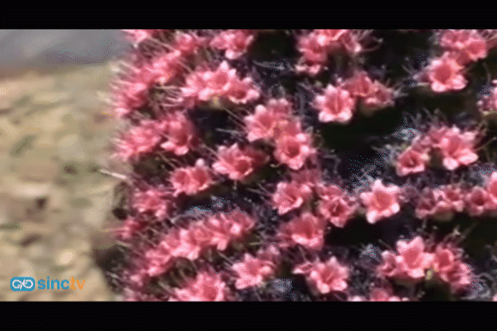 El tajinaste rojo ya florece en el Parque Nacional del Teide
