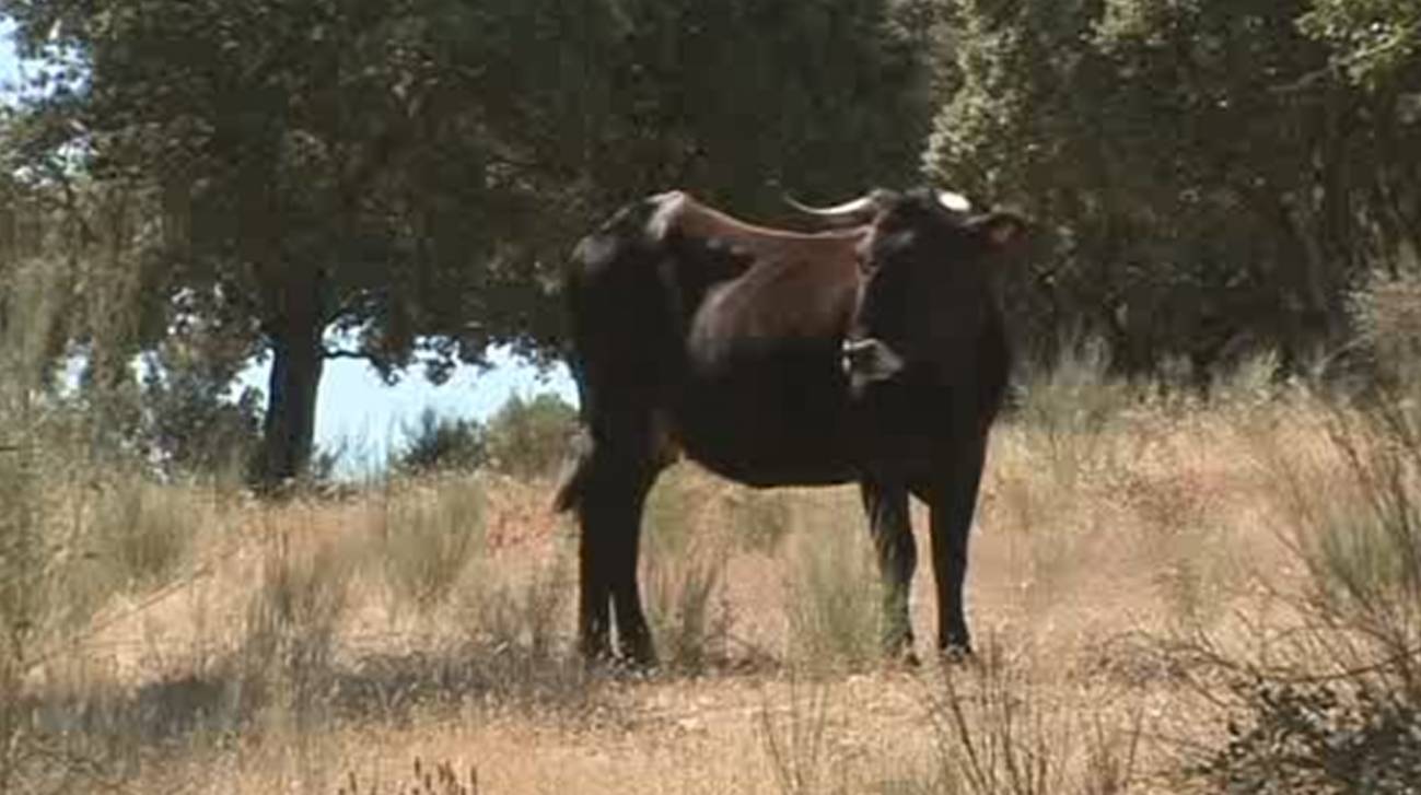 En Salamanca viven las vacas genéticamente más parecidas al uro 