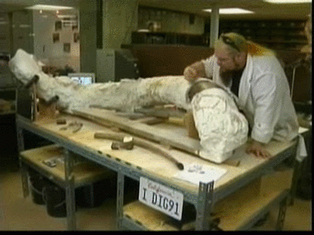 Encuentran un esqueleto de mamut intacto en Los Angeles