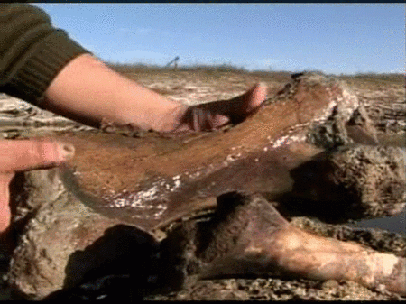 Fósiles de armadillos hallados en Argentina