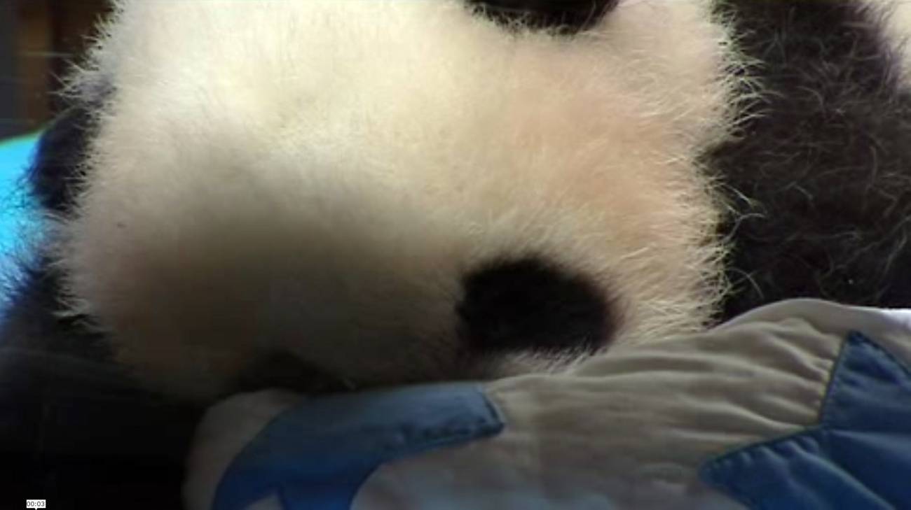 La cría de oso panda gigante del Zoo de Madrid se presenta en sociedad