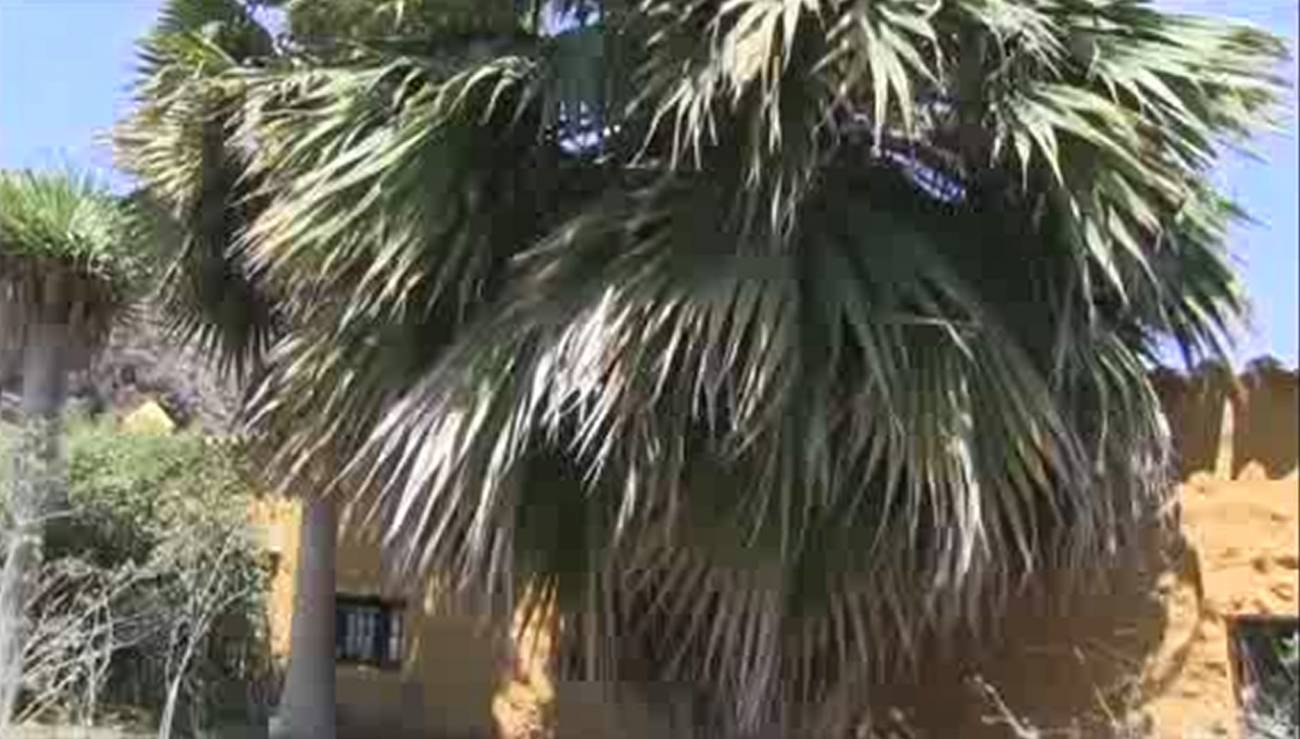La palmera hawaiana de Molokai 'resucita' en Gran Canaria