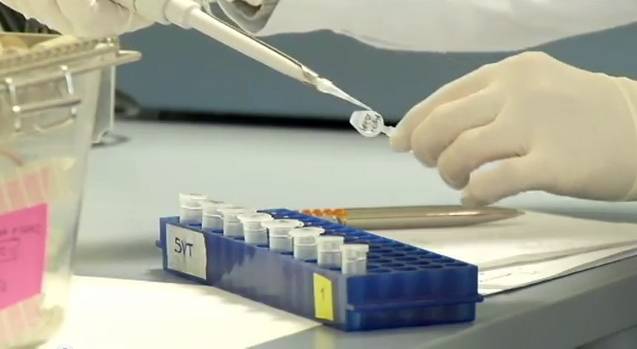 La Universidad de Granada busca en la piel de la aceituna una cura contra la malaria