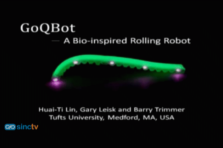 Las orugas, una inspiración para construir robots más ágiles y blandos