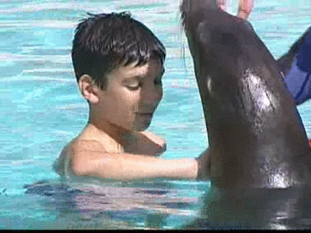 Leones marinos, animal terapéutico para niños hiperactivos