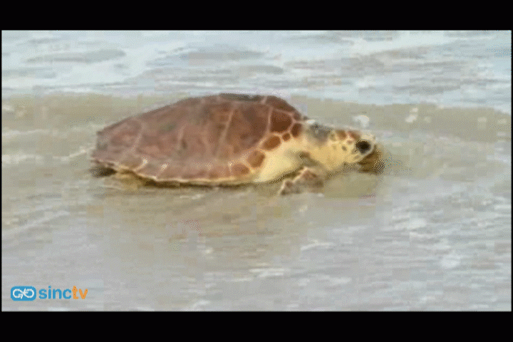 Liberan dos tortugas bobas en una playa de Cádiz