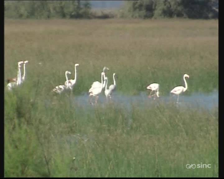Los contaminantes de la agricultura amenazan Doñana