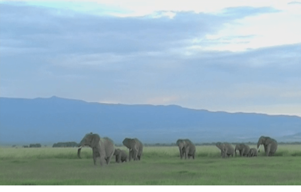 Los elefantes diferencian a sus enemigos por la voz
