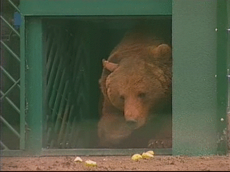 Los osos 'Paca', 'Tola' y 'Furaco' vuelven a juntarse para intentar reproducirse