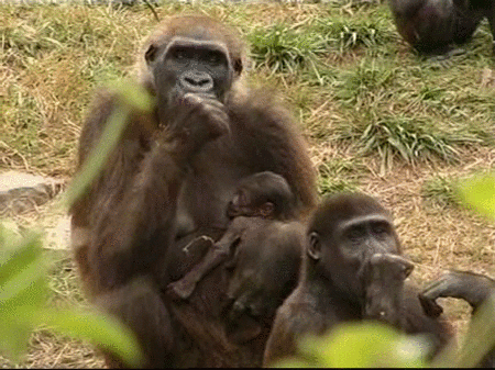 Nace un bebe gorila en cautividad