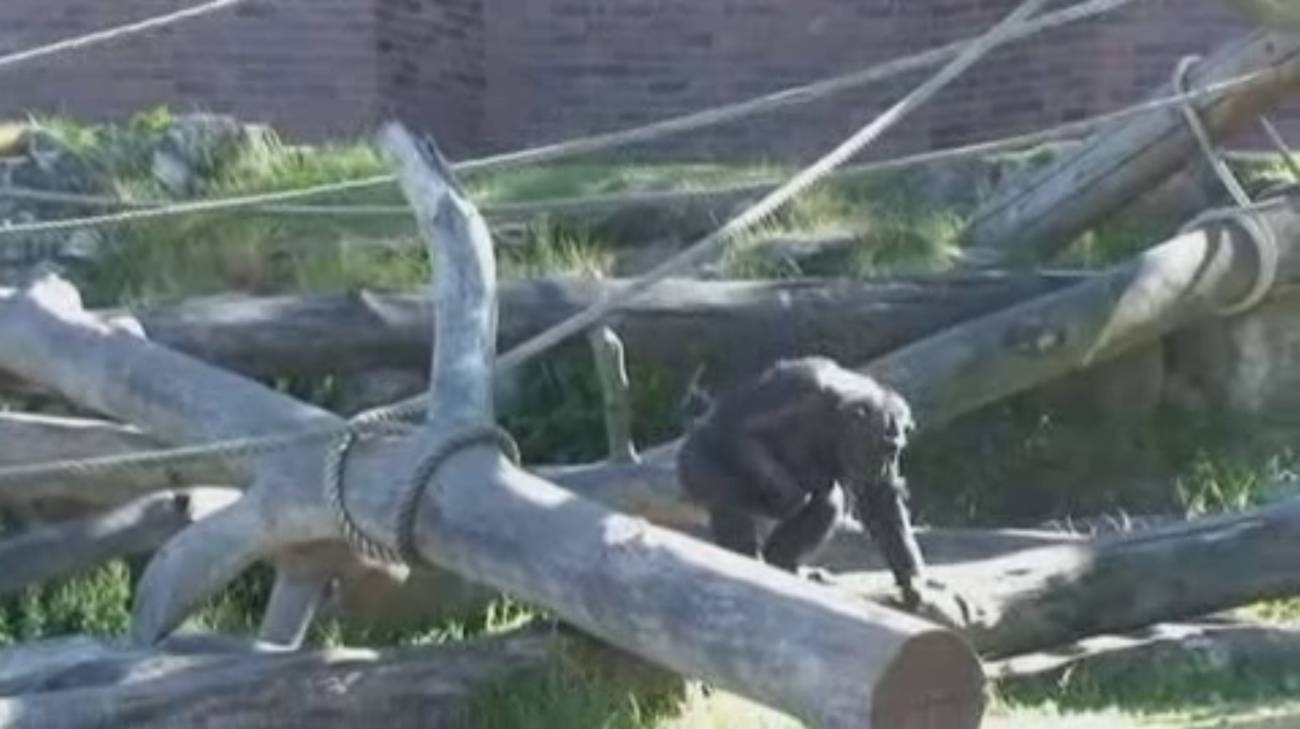Un nuevo chimpancé nace en el Zoológico de Sídney