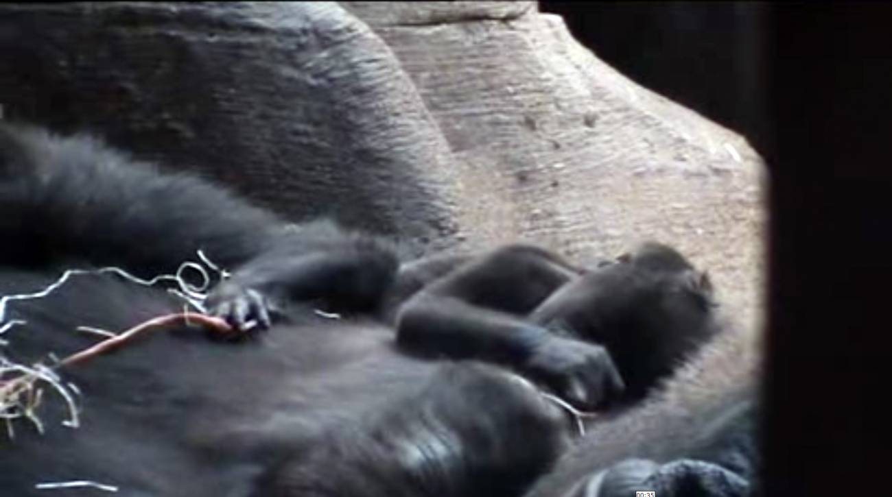 Nace una cría de gorila en Zoo  de Madrid