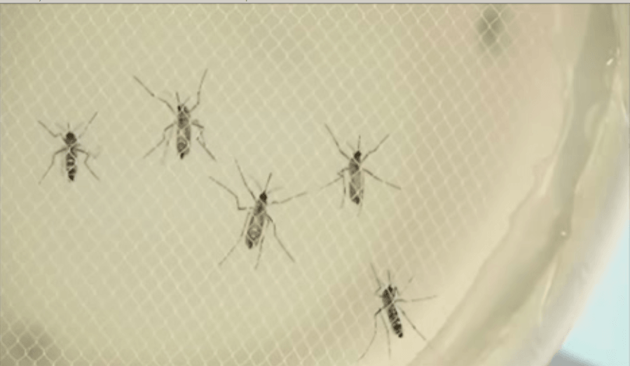 Sanidad aprueba el plan contra el zika