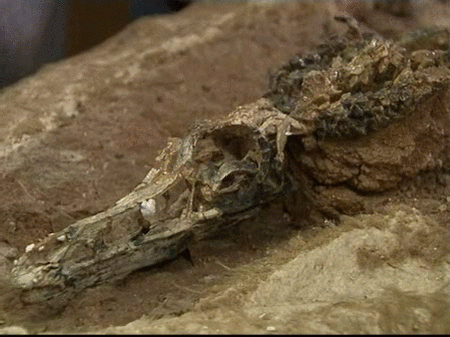  Un dinosaurio que vivió hace 160 millones de años