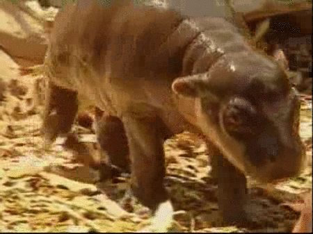 Un hipopótamo pigmeo nace en el zoo de Sydney (Australia)