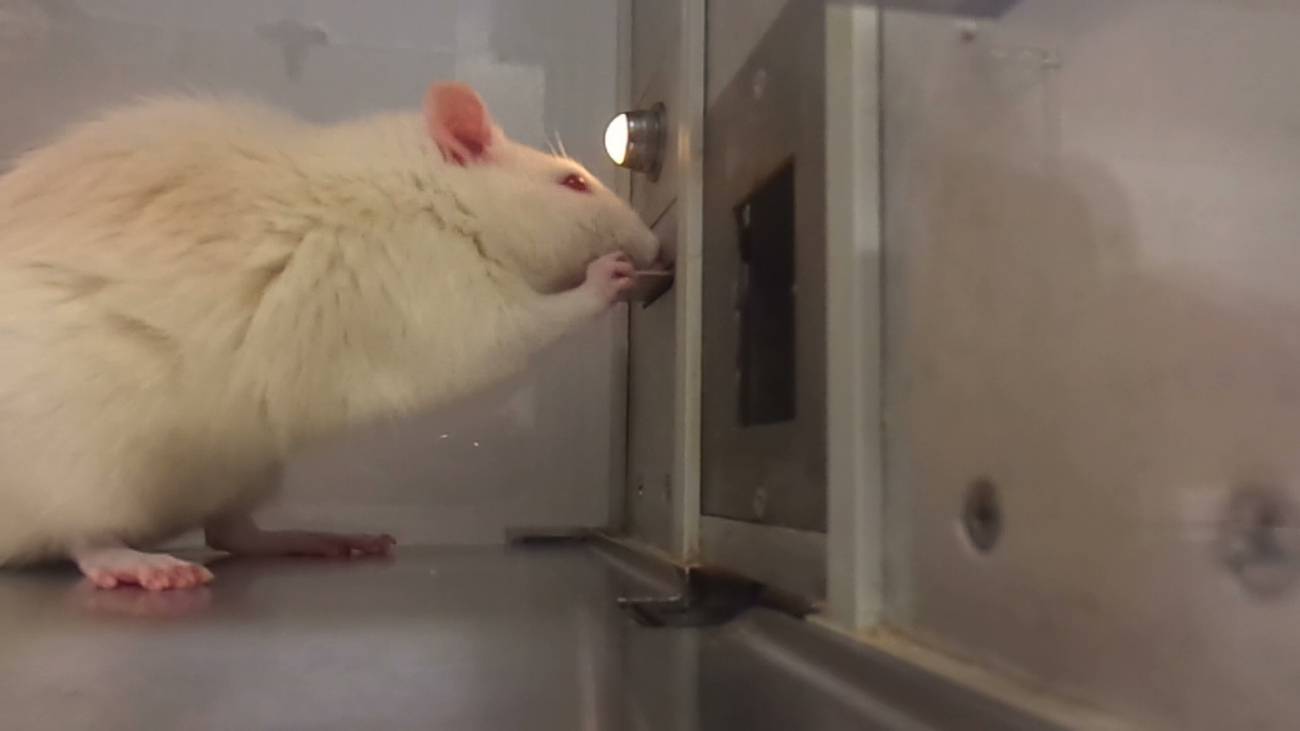 El estudio usó ratas como catadoras / Opertech Bio