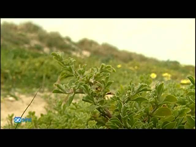 Una planta exótica invade las dunas costeras del sur de España