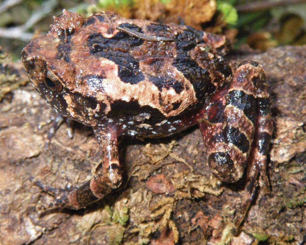 Two new species of frogs are discovered in Madagascar