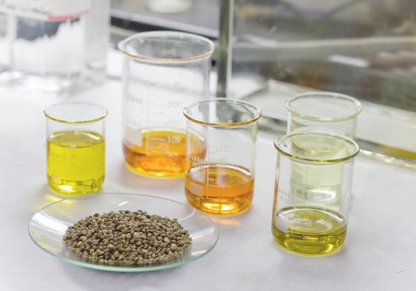 Semillas de cáñamo y distintos tipos de aceite utilizados durante la investigación