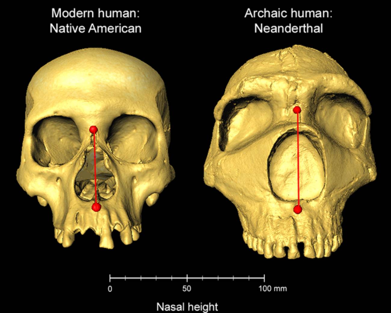 Imagen de una nariz humana moderna junto a la de un neandertal.