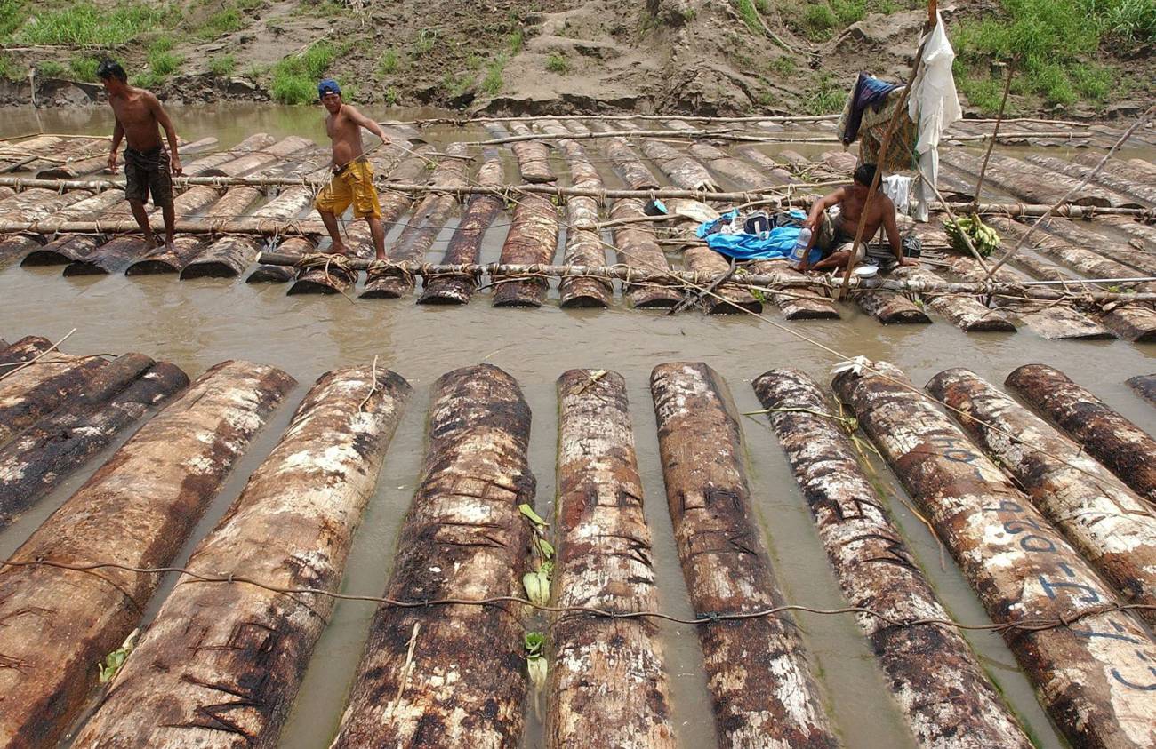  Árboles de cumala talados ilegalmente, son trasladados por el río Nanay a los aserraderos de Iquitos  (Perú). / Efe