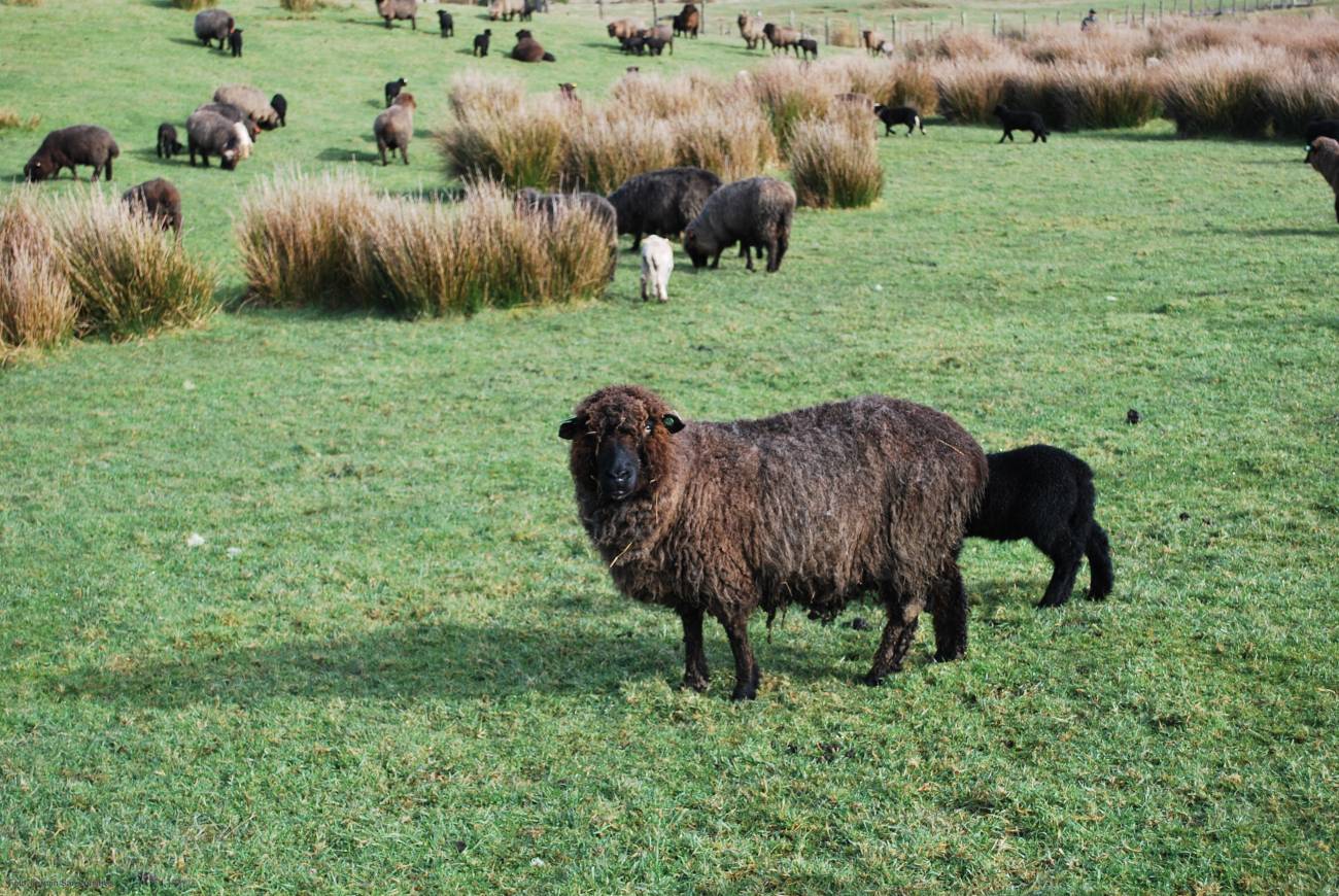 Es la única raza ovina reconocida propia de Chile, que, en su origen español, se ha adaptado y evolucionado en la isla de Chiloé