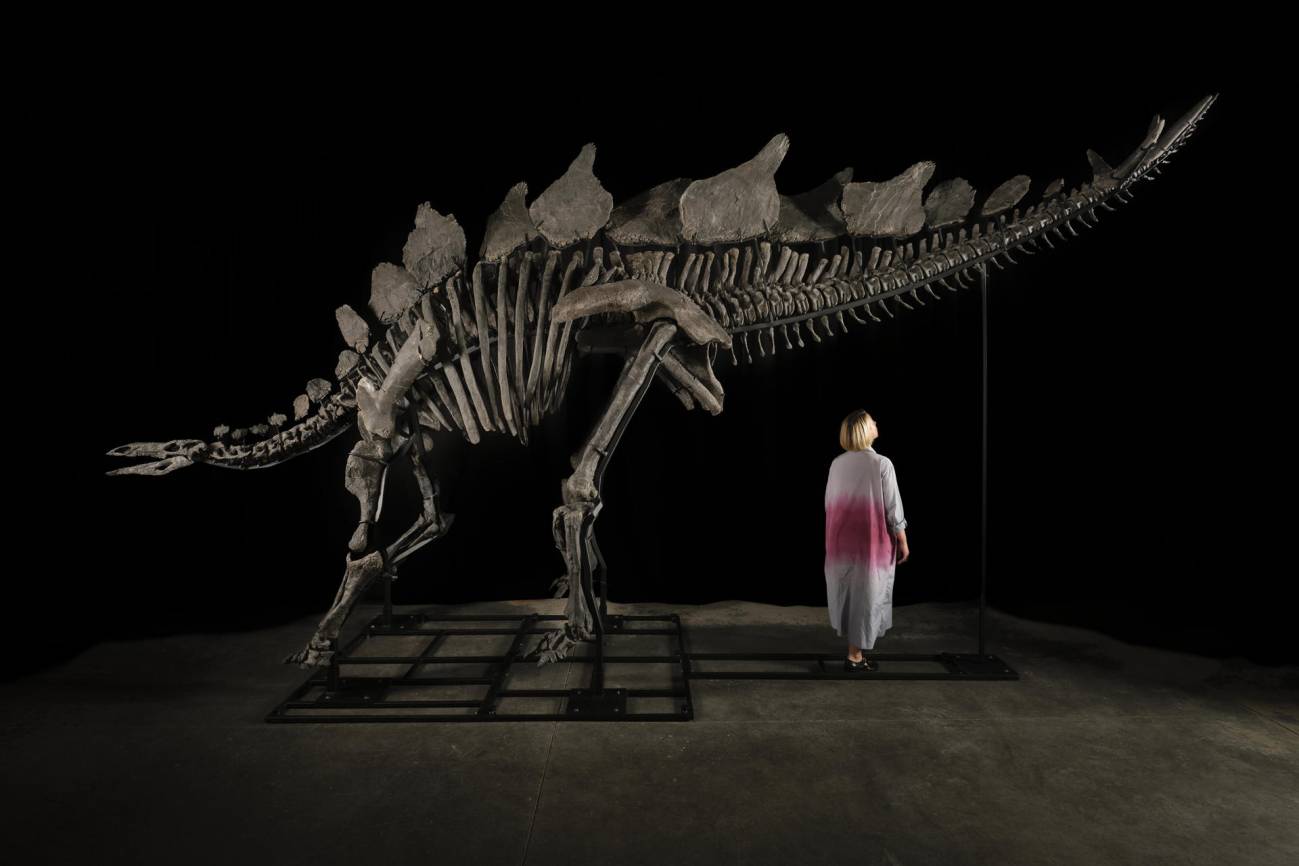 Esqueleto del dinosaurio apodado 'Apex'