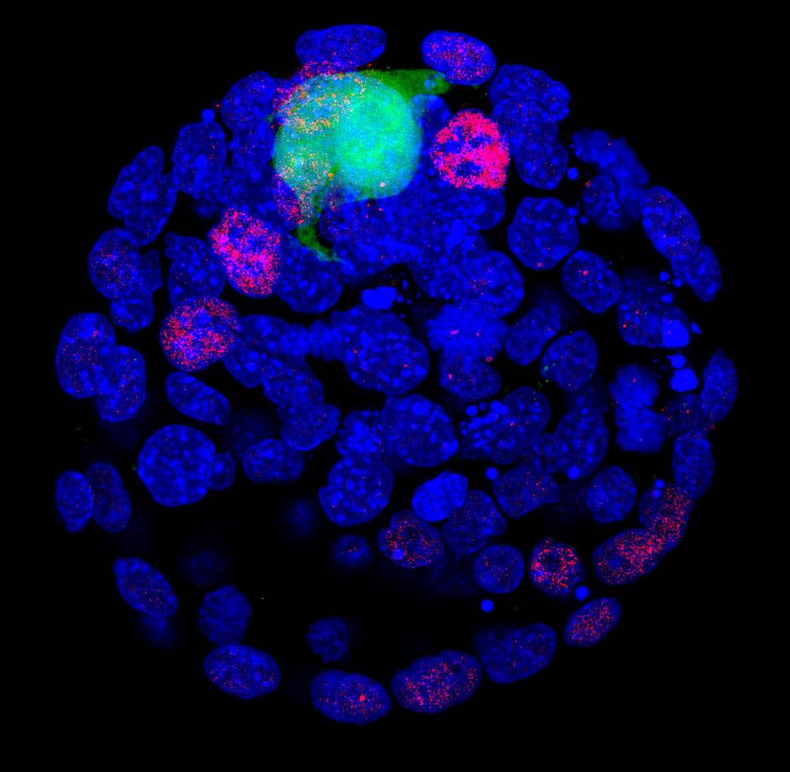 Células madres pluripotentes (verde) en el epiblasto (rojo) de un embrión de ratón en día 3.5 de gestación (azul).