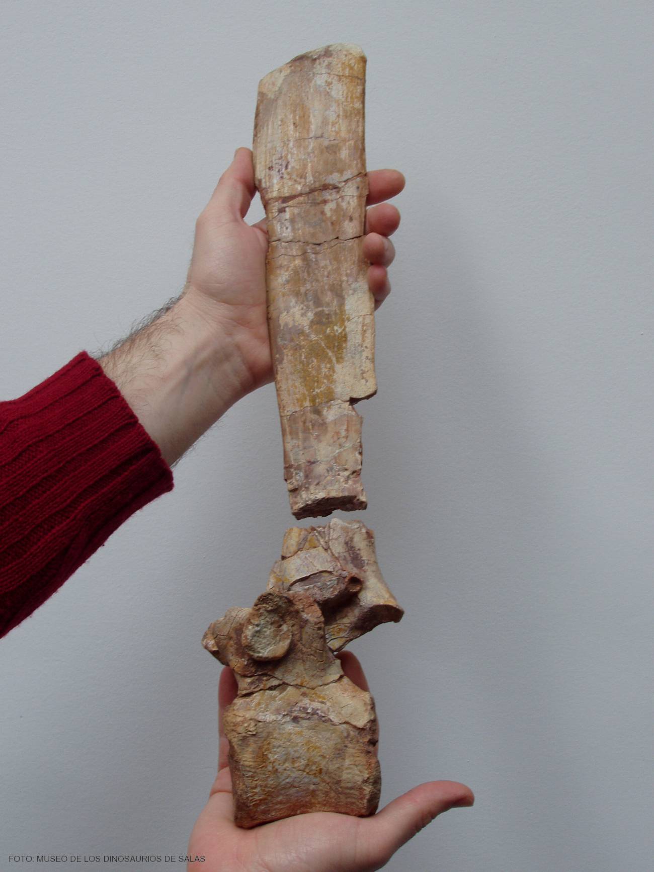 Vértebra de fósil de dinosaurio.