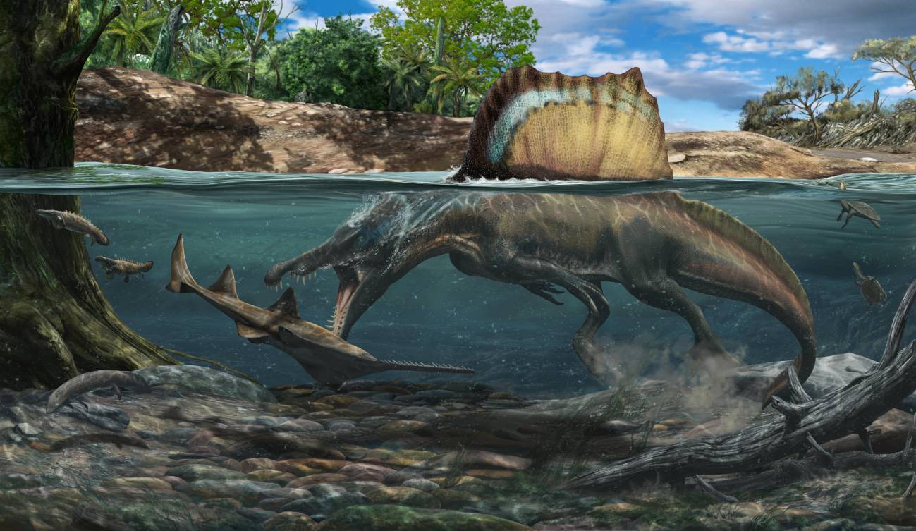 Así logró cazar bajo el agua el 'Spinosaurus', el dinosaurio carnívoro más  grande del mundo