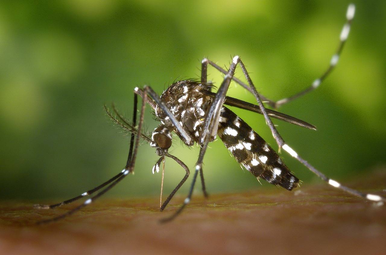 chikungunya, mosquito tigre
