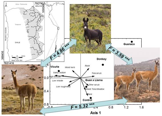 Burros asilvestrados y camélidos silvestres: juntos pero no revueltos en el Desierto de Atacama