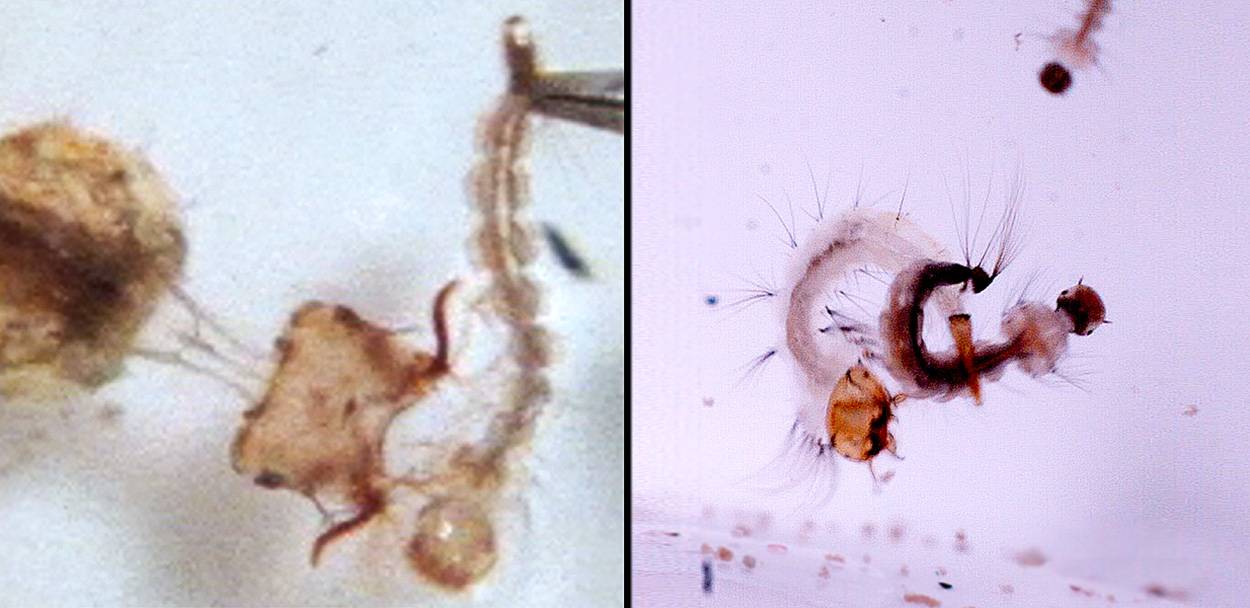 Las larvas de Psorophora ciliata extienden su cuello y lanzan su cabeza hacia la presa (izquierda) y las de Sabethes cyaneus usan su cola para arrastrarla hacia sus mandíbulas (derecha). / Hancock et al 2022, Annals of the Entomological Society of America
