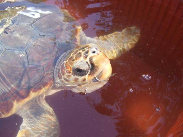 El 40% de las tortugas marinas capturadas por los palangreros y liberadas después en mar abierto mueren por las lesiones causadas en esta pesca accidental.