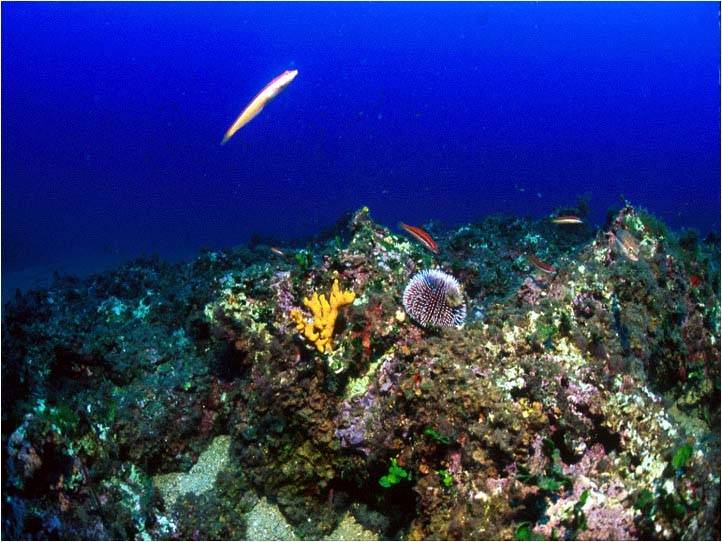 Imagen de fondo submarino en la Costa Brava. CSIC.