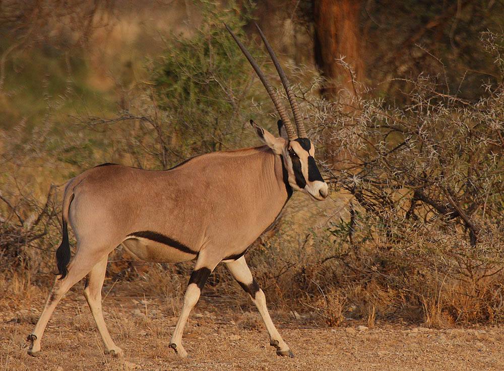 Oryx beisa