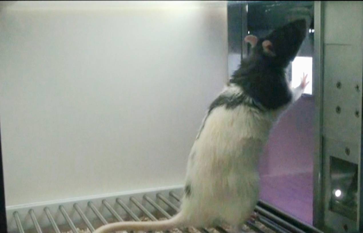 Una de las ratas durante el estudio