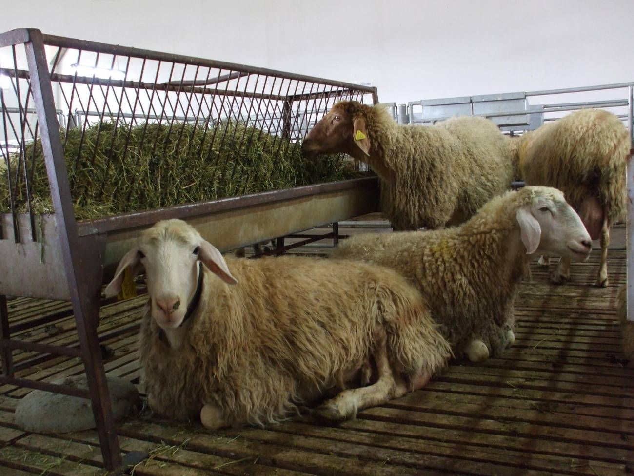 Una investigación de nutrición y genética acerca la posibilidad de mejorar las propiedades saludables de la leche ovina