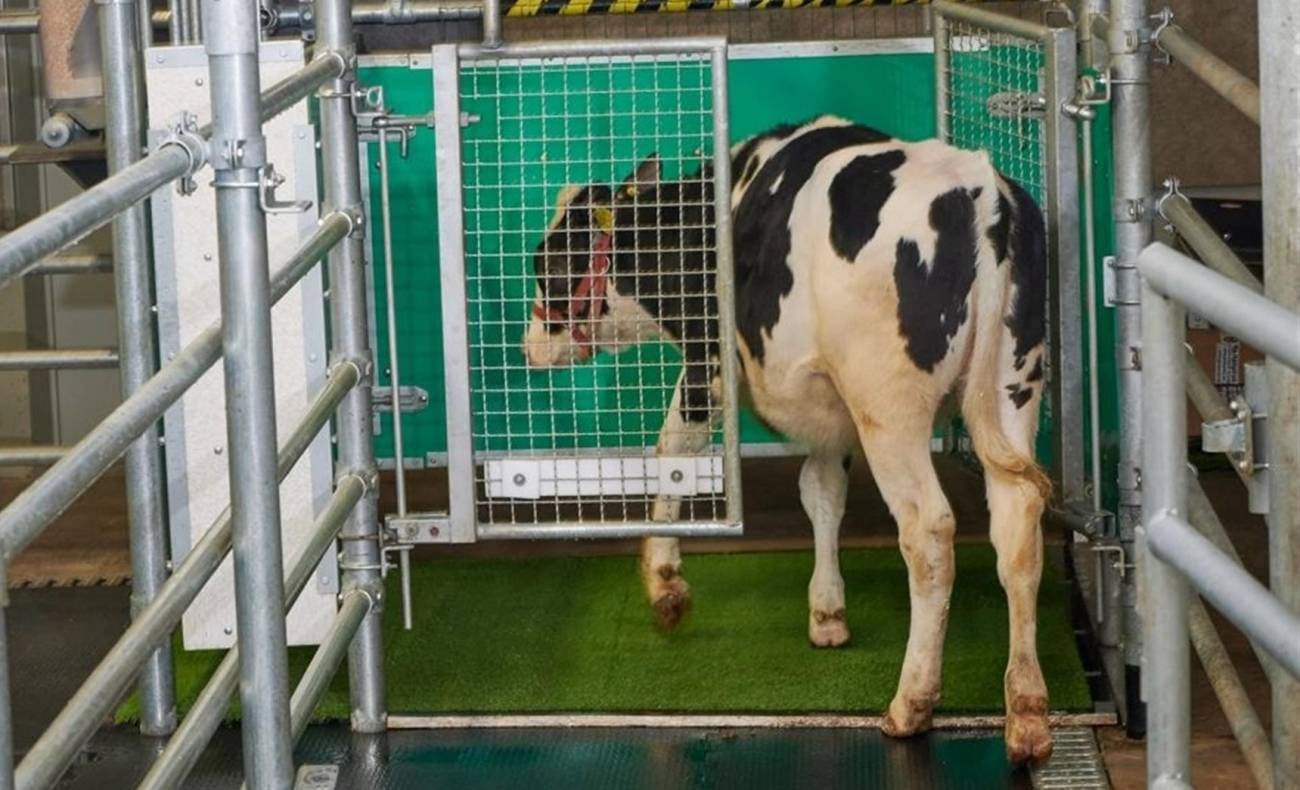 Una vaca yendo al baño