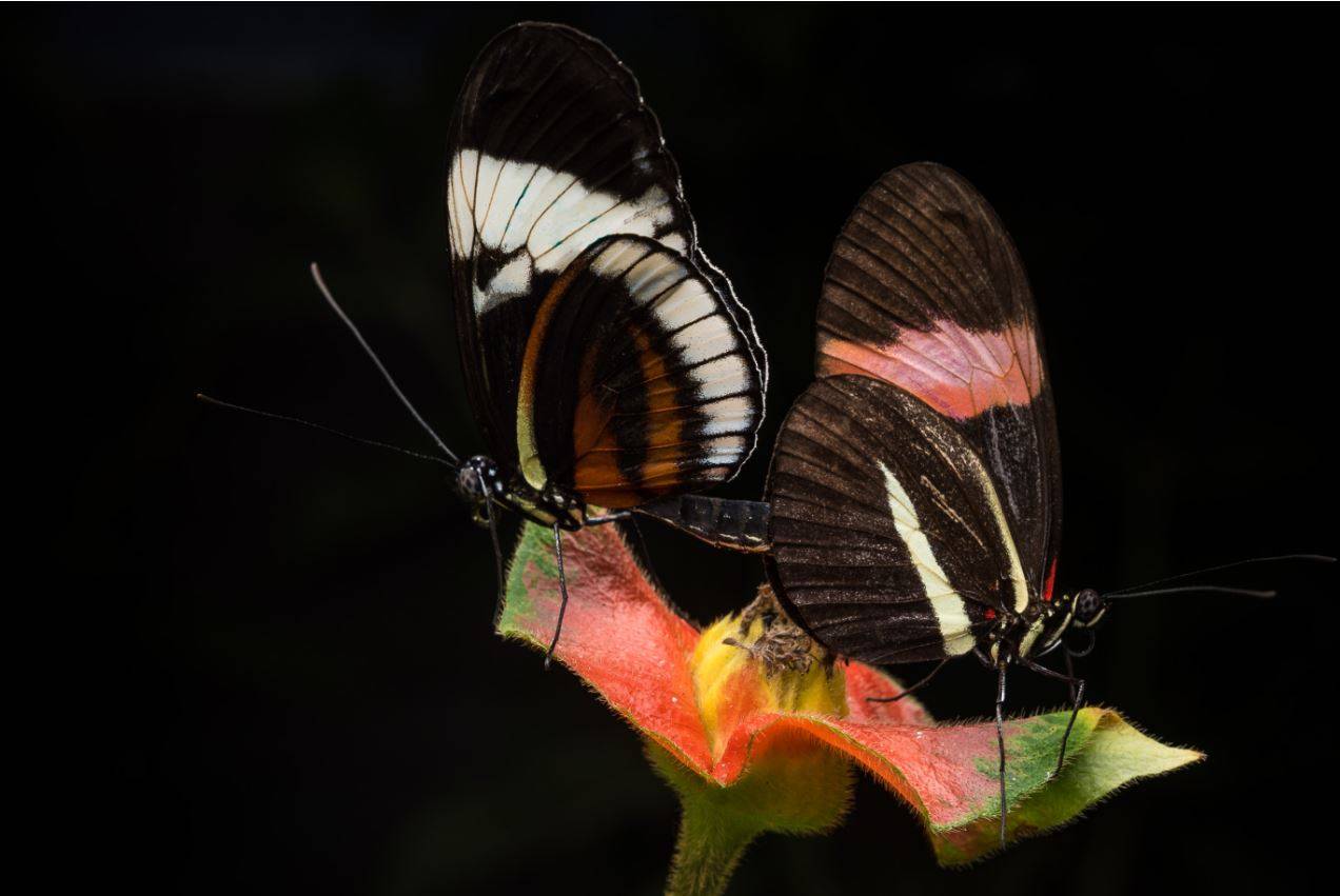 Reproducción de mariposas