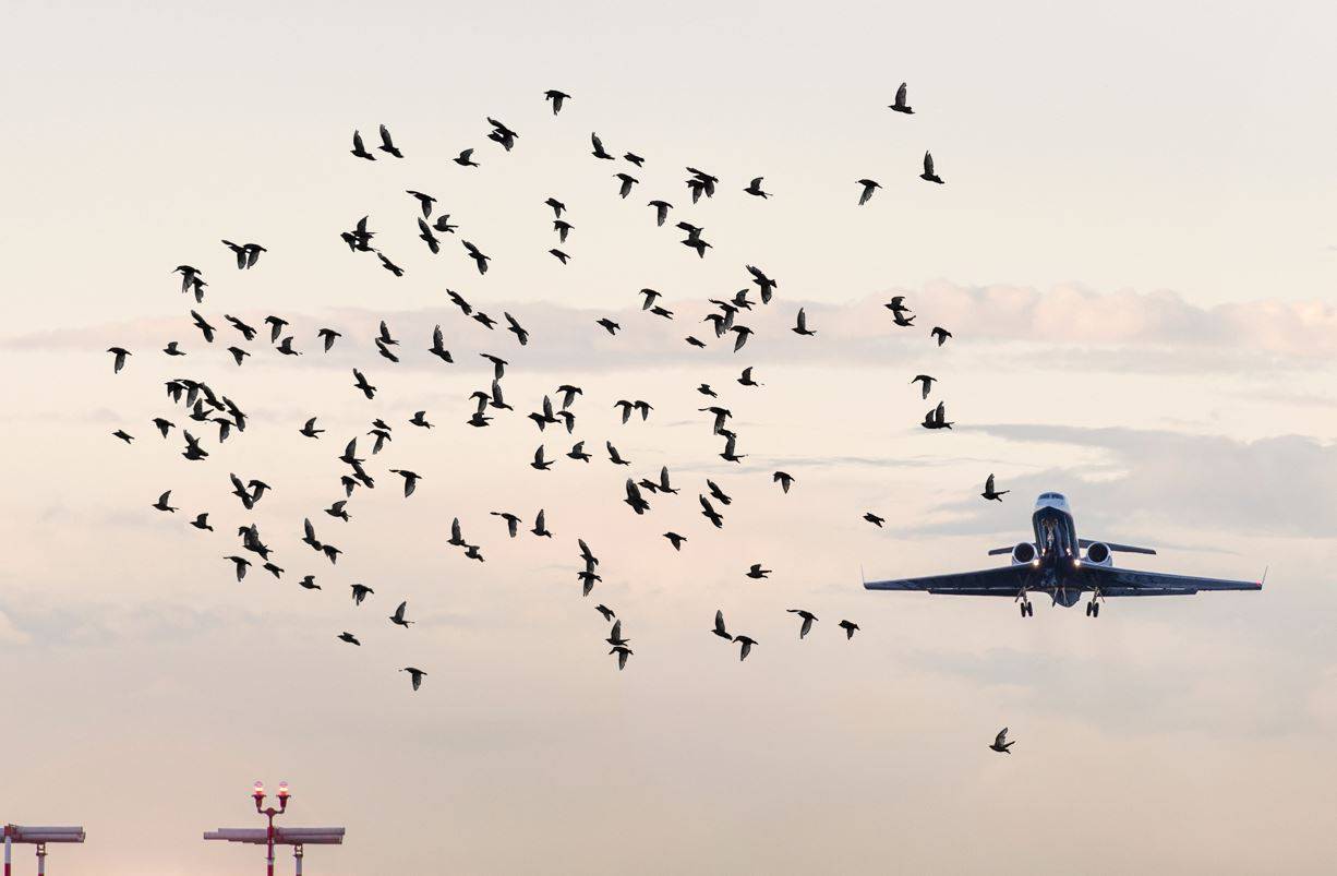 Choques entre aves y aviones
