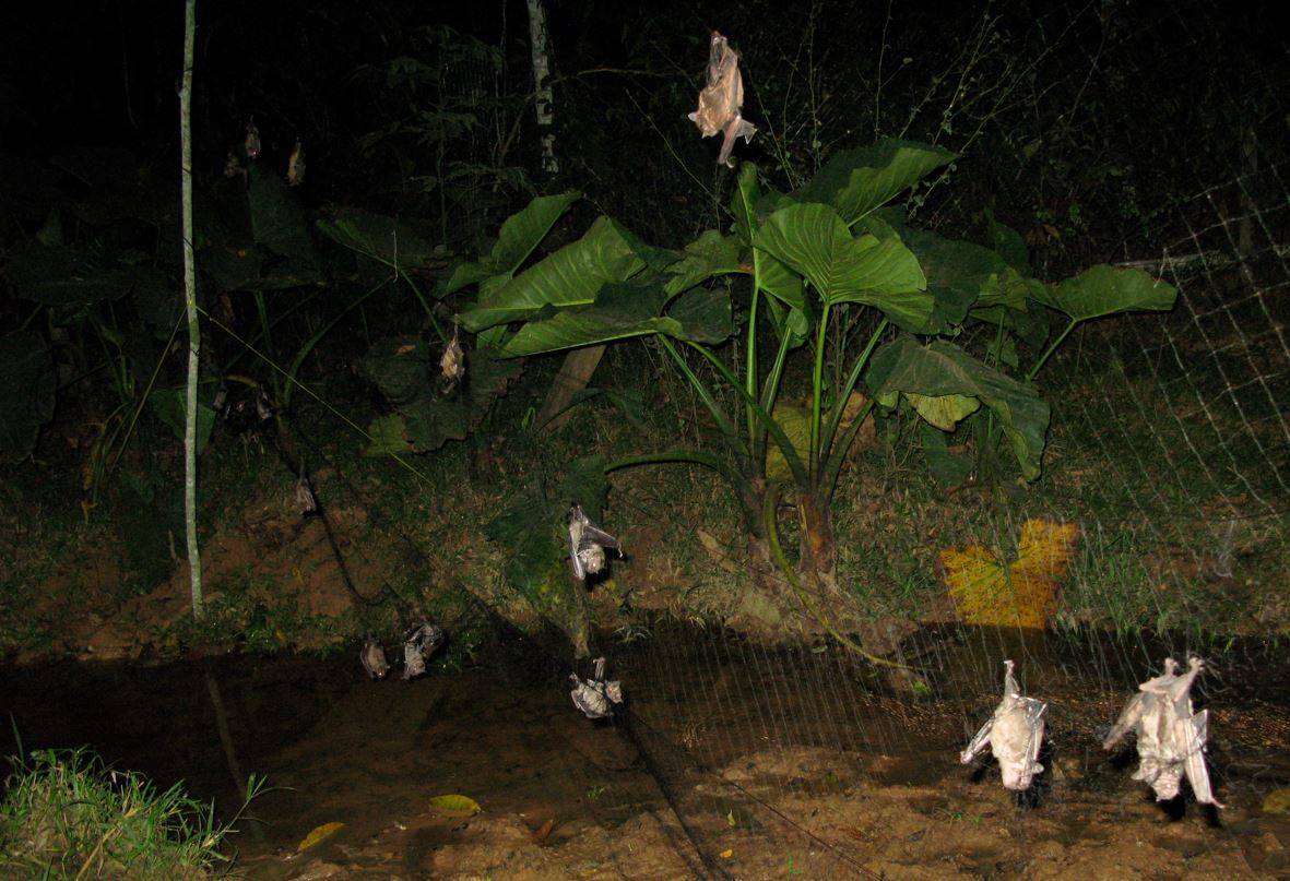 Murciélagos atrapados