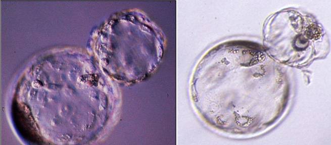 Embriones de cerda 7.5 días después de la fecundación